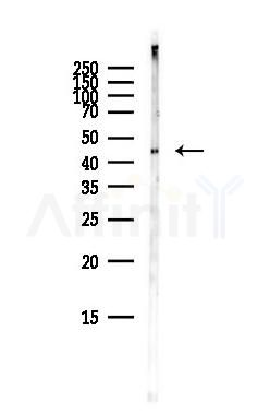 NSE Antibody - Western blot analysis of lysates from Mouse brain, using NSE Antibody at 1/1000 dilution.
