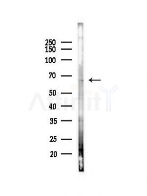 SLC22A8 Antibody - Western blot analysis of lysates from PC12 cells(heat-shock,45min treatment), using SLC22A8 Antibody at 1/1000 dilution.