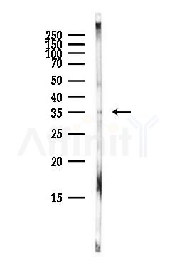 CDK6 Antibody - Western blot analysis of lysates from Mouse brain, using CDK6 Antibody at 1/1000 dilution.