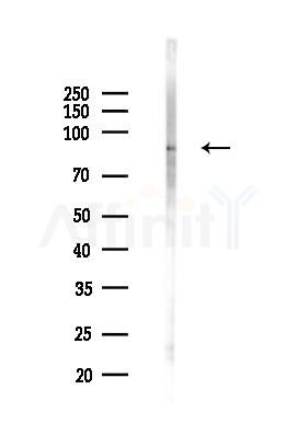 CUL3 Antibody - Western blot analysis of lysates from COLO205 cells(heat-shock,45min treatment), using CUL3 Antibody at 1/1000 dilution.