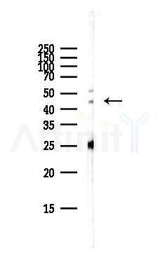 GSK3 beta Antibody - Western blot analysis of lysates from Mouse brain, using GSK3 beta Antibody at 1/1000 dilution.