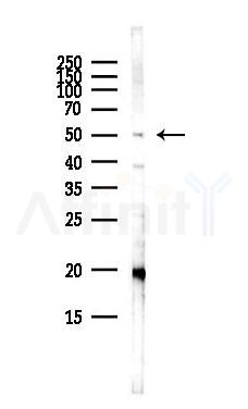 GSK3 beta Antibody - Western blot analysis of lysates from HepG2 cells(heat-shock,45min treatment), using GSK3 beta Antibody at 1/1000 dilution.
