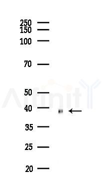 RAD23A Antibody - Western blot analysis of lysates from Mouse liver, using RAD23A Antibody at 1/1000 dilution.