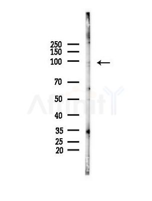FAM160B2 Antibody - Western blot analysis of lysates from PC12 cells, using FAM160B2 Antibody at 1/1000 dilution.