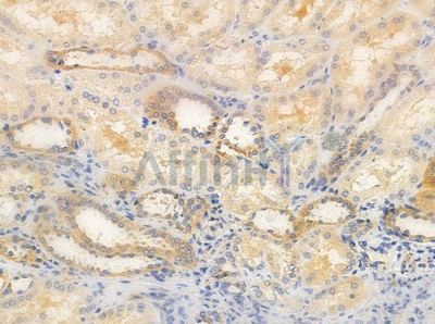 ATL1 Antibody - DF7262 at 1/100 staining human normal kidney tissue by IHC-P.
