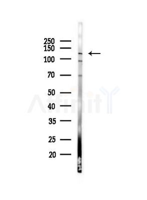 POLD1 Antibody - Western blot analysis of lysates from PC12 cells(heat-shock,45min treatment), using POLD1 Antibody at 1/1000 dilution.