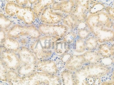 BPI Antibody - DF7282 at 1/100 staining human normal kidney tissue by IHC-P.