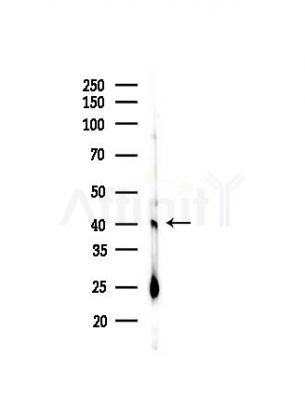 GTF2A1 Antibody - Western blot analysis of lysates from Rat testis, using GTF2A1 Antibody at 1/1000 dilution.