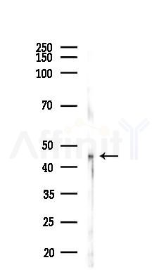 GTF2A1 Antibody - Western blot analysis of lysates from Mouse liver, using GTF2A1 Antibody at 1/1000 dilution.