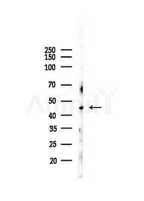 LTBR Antibody - Western blot analysis of lysates from HUVEC cells(LPS, 4h treatment), using LTBR Antibody at 1/1000 dilution.