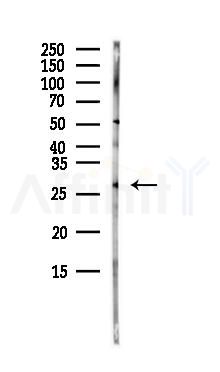 MOG Antibody - Western blot analysis of lysates from HepG2 cells(starvation,24h treatment), using MOG Antibody at 1/1000 dilution.