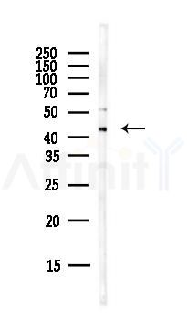 PA2G4 Antibody - Western blot analysis of lysates from PC12 cells(LPS,4h treatment), using PA2G4 Antibody at 1/1000 dilution.