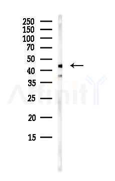 PA2G4 Antibody - Western blot analysis of lysates from HepG2 cells(starvation,24h treatment), using PA2G4 Antibody at 1/1000 dilution.
