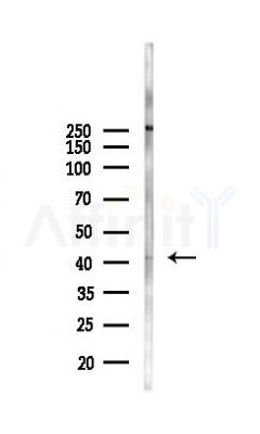 WIF1 Antibody - Western blot analysis of lysates from 293 cells(heat-shock, 45min treatment), using WIF1 Antibody at 1/1000 dilution.