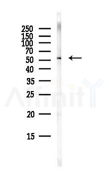 DLD Antibody - Western blot analysis of lysates from Mouse lung, using DLD Antibody at 1/1000 dilution.