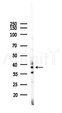 Wnt7a Antibody - Western blot analysis of lysates from Rat testis, using Wnt7a Antibody at 1/1000 dilution.