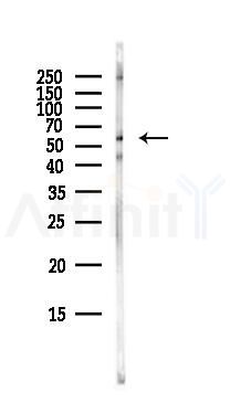 RIPK3 Antibody - Western blot analysis of lysates from Mouse lung, using RIPK3 Antibody at 1/1000 dilution.