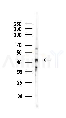 Glutamine Synthetase Antibody - Western blot analysis of lysates from Rat testis, using Glutamine Synthetase Antibody at 1/1000 dilution.