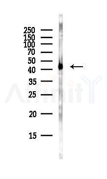 Glutamine Synthetase Antibody - Western blot analysis of lysates from Mouse lung, using Glutamine Synthetase Antibody at 1/1000 dilution.