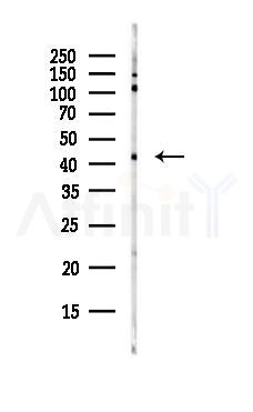 Glutamine Synthetase Antibody - Western blot analysis of lysates from HepG2 cells(starvation,24h treatment), using Glutamine Synthetase Antibody at 1/1000 dilution.