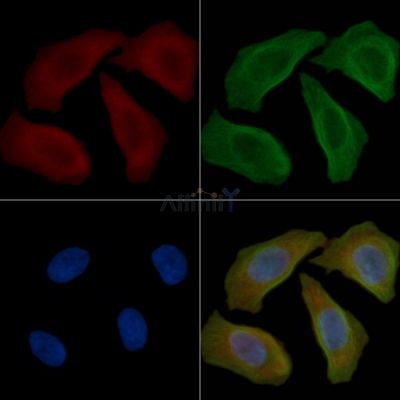 PEX19 Antibody - DF7361 staining Hela cells(45min of heat-shock) by IF/ICC.