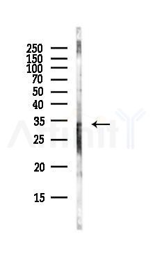 SULT2A1 Antibody - Western blot analysis of lysates from Mouse lung, using SULT2A1 Antibody at 1/1000 dilution.