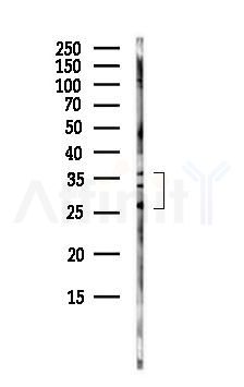 Kallikrein 7 Antibody - Western blot analysis of lysates from HepG2 cells(starvation,24h treatment), using Kallikrein 7 Antibody at 1/1000 dilution.
