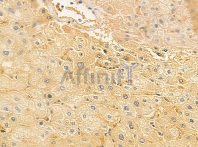 GNAS Antibody - DF7388 at 1/100 staining human normal liver tissue by IHC-P.