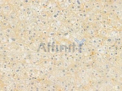 GNAS Antibody - DF7388 at 1/100 staining human normal liver tissue by IHC-P.