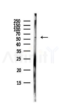 ICAM1 Antibody - Western blot analysis of lysates from Mouse lung, using ICAM1 Antibody at 1/1000 dilution.