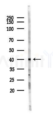 CD74 Antibody - Western blot analysis of lysates from Rat testis, using CD74 Antibody at 1/1000 dilution.