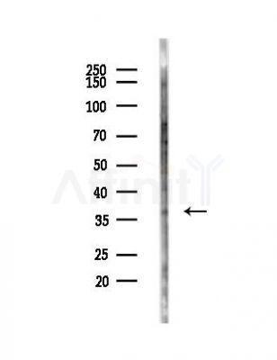 Ephrin B2 Antibody - Western blot analysis of lysates from Mouse testis, using Ephrin B2 Antibody at 1/1000 dilution.