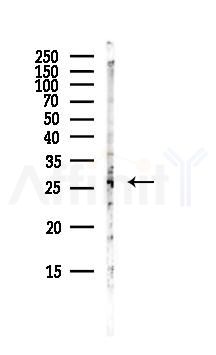 VEGFA Antibody - Western blot analysis of lysates from Mouse lung, using VEGFA Antibody at 1/1000 dilution.