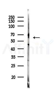 Occludin Antibody - Western blot analysis of lysates from Rat testis, using Occludin Antibody at 1/1000 dilution.