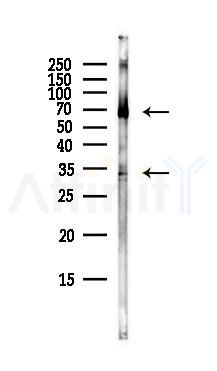 Occludin Antibody - Western blot analysis of lysates from Mouse lung, using Occludin Antibody at 1/1000 dilution.