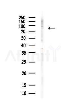 MCM5 Antibody - Western blot analysis of lysates from PC12 cells(LPS, 4h treatment), using MCM5 Antibody at 1/1000 dilution.