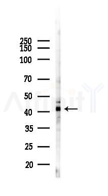 Wnt5a Antibody - Western blot analysis of lysates from Rat testis, using Wnt5a Antibody at 1/1000 dilution.