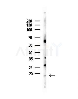 MCP1 Antibody - Western blot analysis of lysates from Mouse lung, using MCP1 Antibody at 1/1000 dilution.
