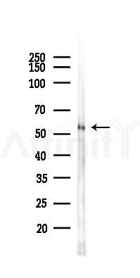 APG5L/ATG5 Antibody - Western blot analysis of lysates from Rat testis, using APG5L/ATG5 Antibody at 1/1000 dilution.