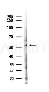 APG5L/ATG5 Antibody - Western blot analysis of lysates from Mouse lung, using APG5L/ATG5 Antibody at 1/1000 dilution.
