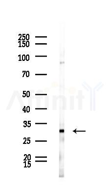 Prohibitin Antibody - Western blot analysis of lysates from Rat liver, using Prohibitin Antibody at 1/1000 dilution.