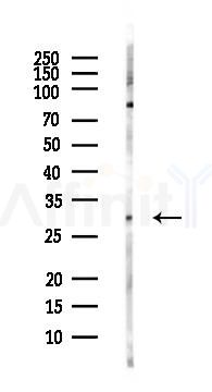 Prohibitin Antibody - Western blot analysis of lysates from COLO205 cells(heat-shock,45min treatment), using Prohibitin Antibody at 1/1000 dilution.