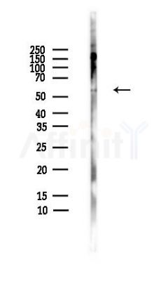 MAG Antibody - Western blot analysis of lysates from HepG2 cells(heat-shock,45min treatment), using MAG Antibody at 1/1000 dilution.