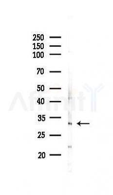 Calponin Antibody - Western blot analysis of lysates from HepG2 cells(heat-shock,45min treatment), using Calponin Antibody at 1/1000 dilution.