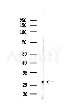 FADD Antibody - Western blot analysis of lysates from Rat brain, using FADD Antibody at 1/1000 dilution.