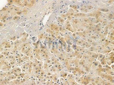 MMP20 Antibody - DF7694 at 1/100 staining human normal liver tissue by IHC-P.