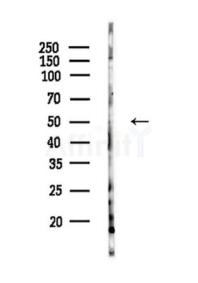 MyoD1 Antibody - Western blot analysis of lysates from HepG2 cells(starvation,24h treatment), using MyoD1 Antibody at 1/1000 dilution.