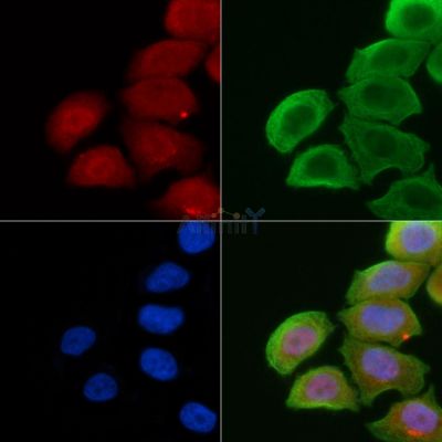 MyoD1 Antibody - DF7712 staining Hela cells(30min of UV treatment) by IF/ICC.