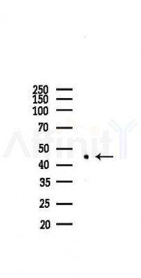 Pannexin-3 Antibody - Western blot analysis of lysates from Mouse testis, using Pannexin-3 Antibody at 1/1000 dilution.