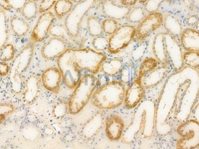 GPR48 Antibody - DF7737 at 1/100 staining human normal kidney tissue by IHC-P.